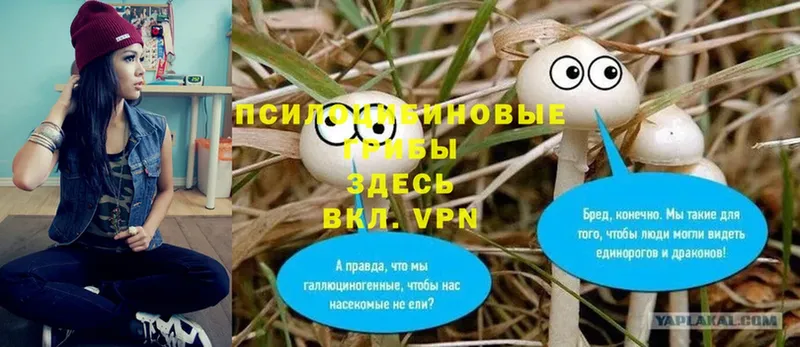 Галлюциногенные грибы Cubensis  Волгореченск 